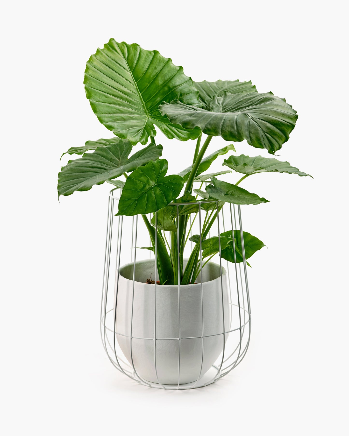 Pot in a cage white